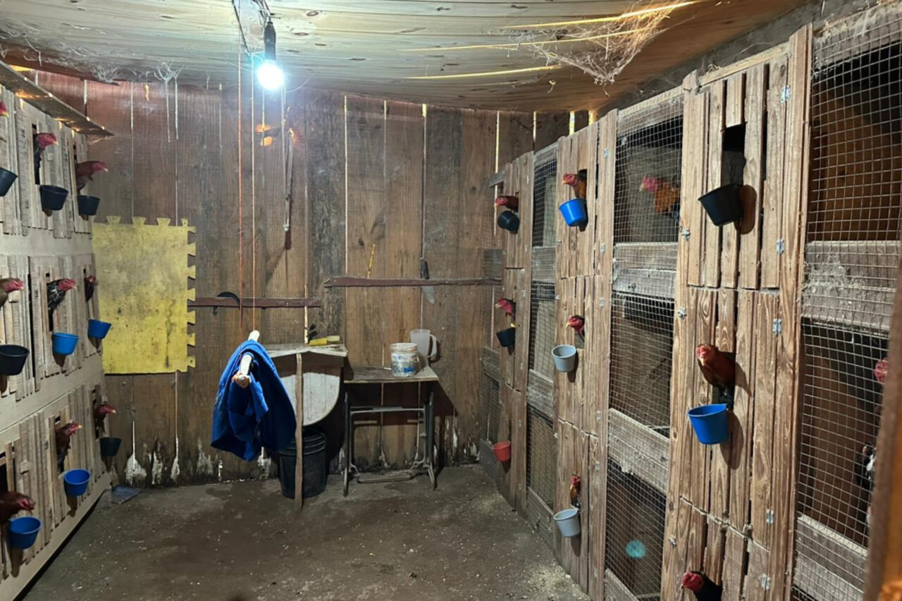 A PF desencadeou nesta terça-feira a Operação Saleiro, com foco no combate a envolvidos em grupo criminoso que atuava nos crimes contra fauna e tráfico de drogas e armas