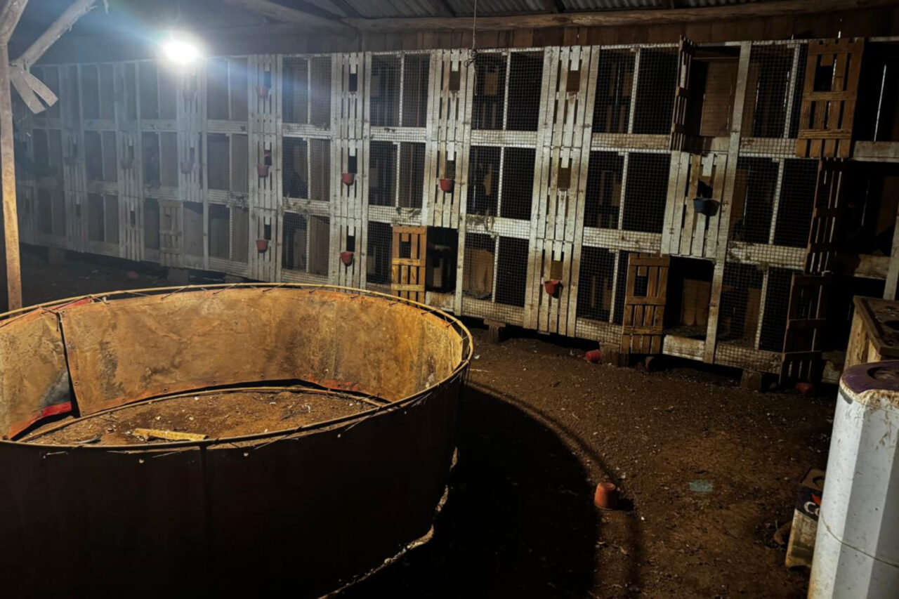 A PF desencadeou nesta terça-feira a Operação Saleiro, com foco no combate a envolvidos em grupo criminoso que atuava nos crimes contra fauna e tráfico de drogas e armas