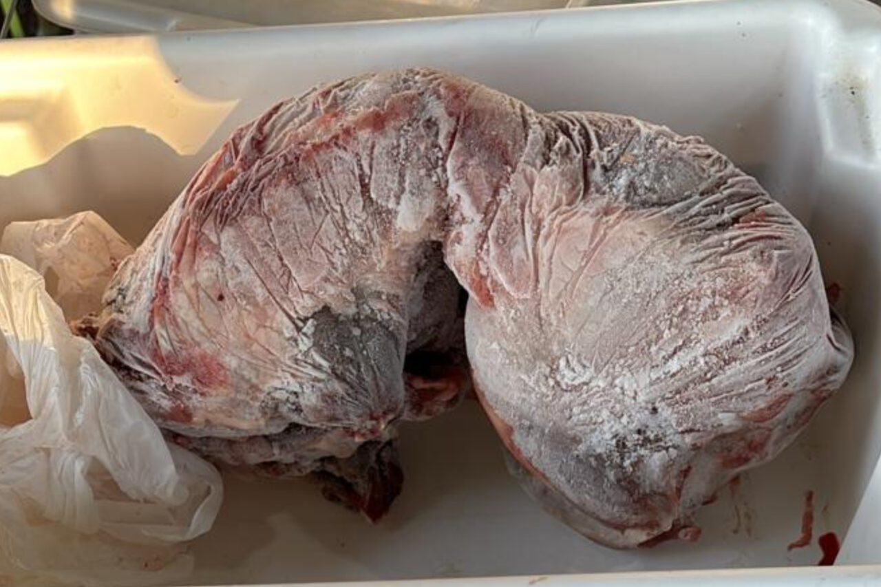 A PF desencadeou nesta terça-feira a Operação Saleiro, com foco no combate a envolvidos em grupo criminoso que atuava nos crimes contra fauna e tráfico de drogas e armas