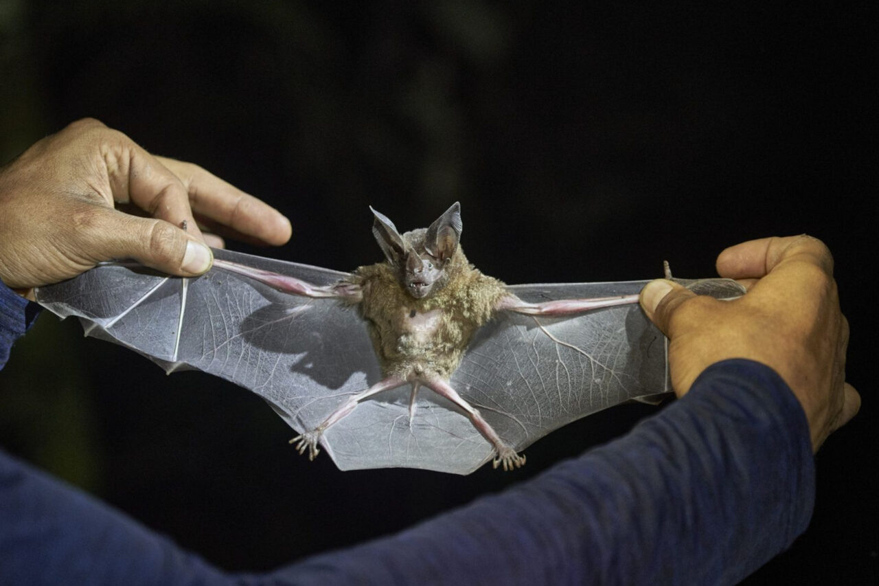 Índia entra em alerta após casos de vírus raro que inspirou o filme ‘Contágio’ 3 Infecção pode causar inchaço cerebral e problemas respiratórios, apresentando uma taxa de mortalidade de até 75%. Índia registrou dois casos