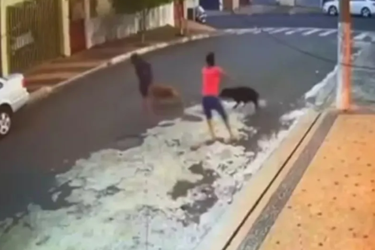 Menino de 8 anos é atacado por dois pit bulls em Santa Gertrudes, sofre lesão no couro cabeludo, é hospitalizado e caso é investigado pela Polícia Civil