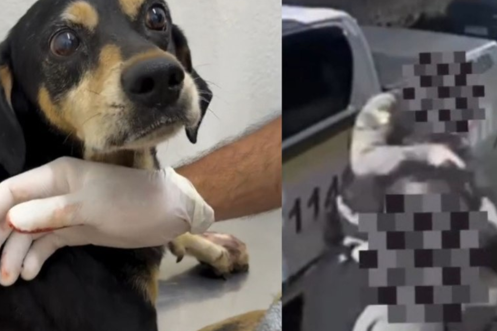 Cachorro é baleado por policiais no RS durante abordagem