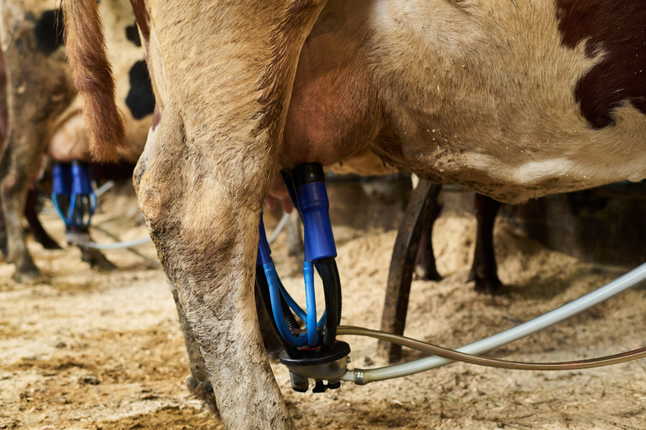 Crise do leite afeta produtores e preocupa economia de Dionísio Cerqueira 4 crys 52 1