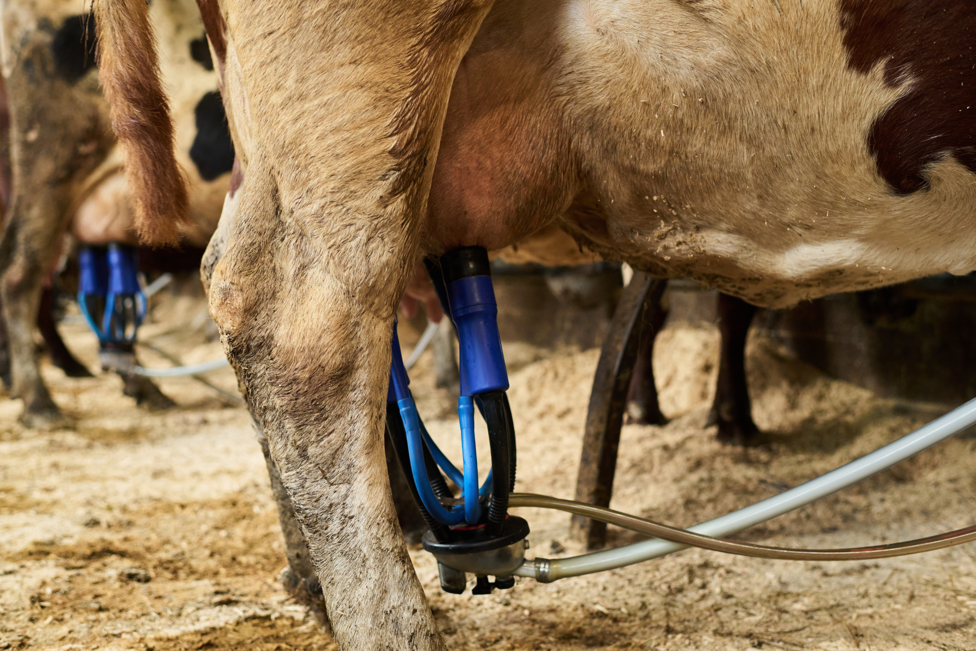 Crise do leite afeta produtores e preocupa economia de Dionísio Cerqueira