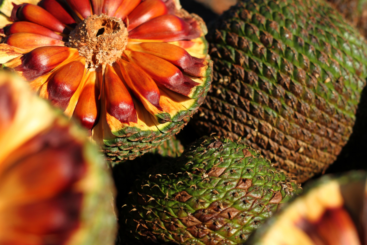 Instituto Água e Terra adia para 15 de abril o início da colheita e comercialização do pinhão no Paraná, alinhando a legislação estadual às normas federais e reforçando a proteção da araucária.