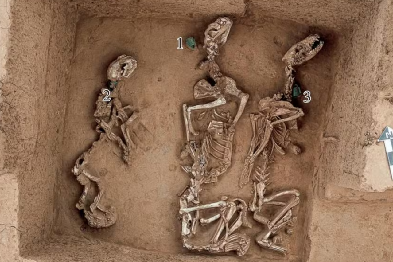 Descoberta arqueológica na China revela possível zoológico da elite com mais de 3 mil anos