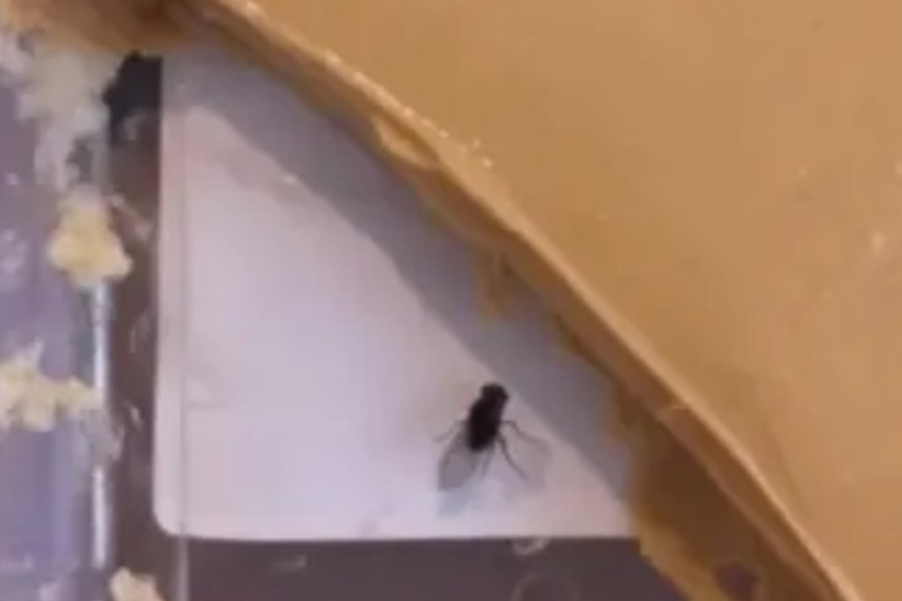 IA é usada para simular comida estragada e forçar reembolsos 3 IA é usada para simular comida estragada e forçar reembolsos