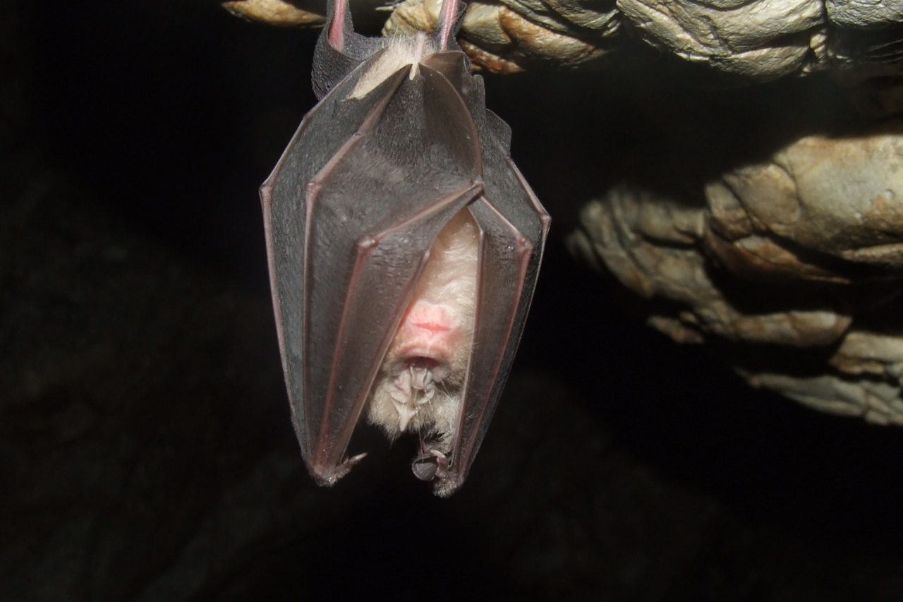 Índia confirma casos de vírus Nipah e acende alerta sanitário na Ásia 1 Índia confirma casos de vírus Nipah e acende alerta sanitário na Ásia