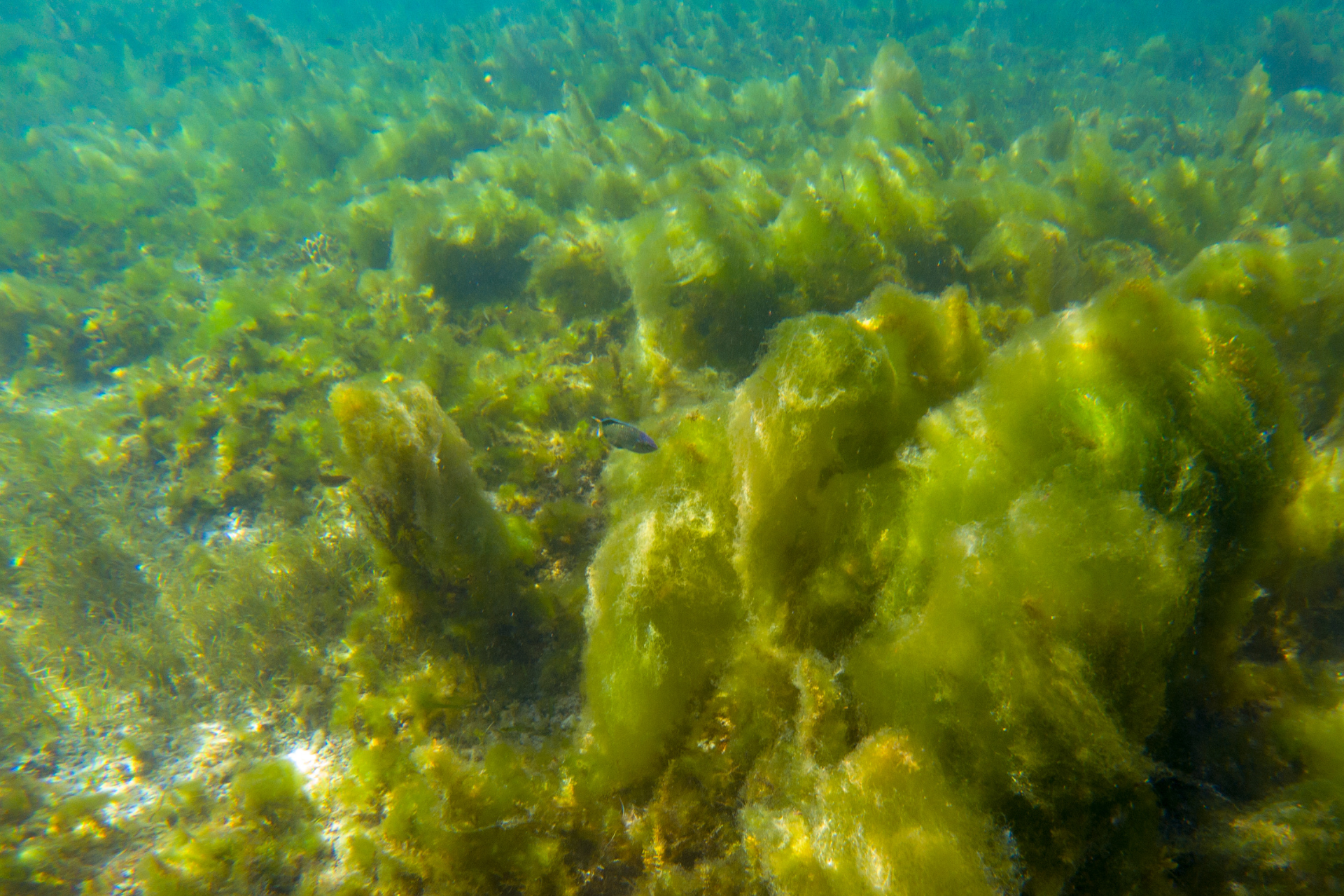 O oceano produz mais oxigênio que as florestas