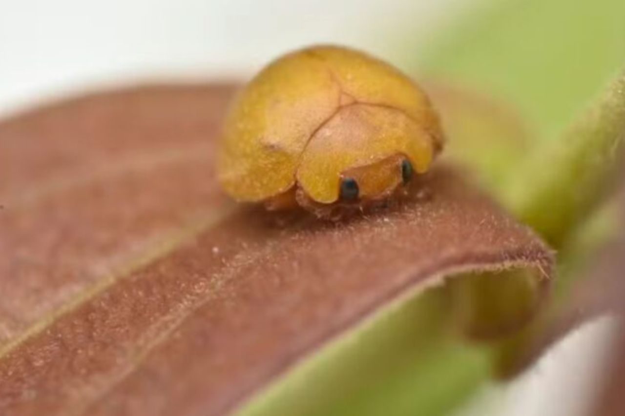 Nova espécie de joaninha é descoberta e surpreende cientistas com características inéditas 26 Heloisa L 1 4