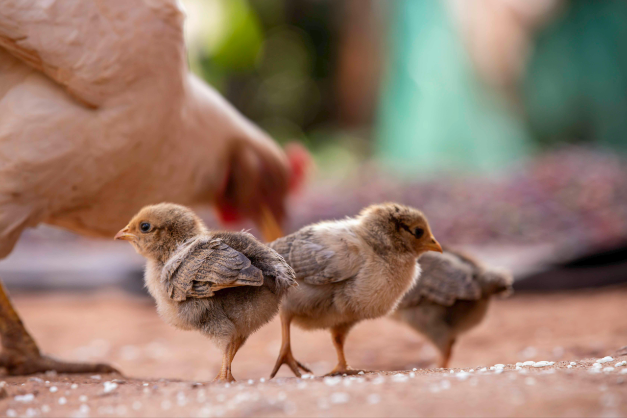 As galinhas conseguem se comunicar com os filhotes ainda no ovo? 3 As galinhas conseguem se comunicar com os filhotes ainda no ovo?