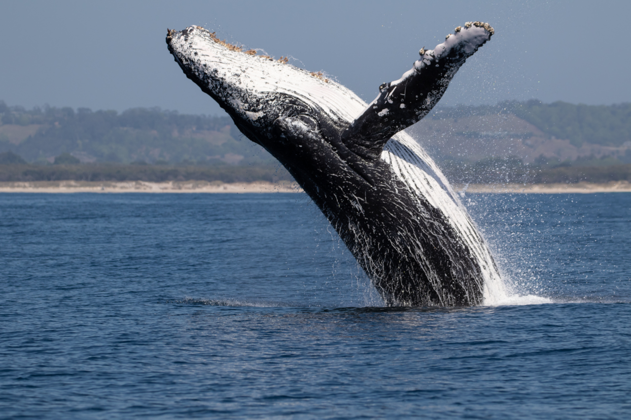 O coração da baleia-azul pode pesar mais de 180 quilos 3 Heloisa L 56 1