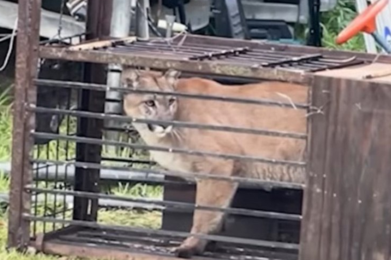 Leão-da-montanha é capturado em armadilha caseira após atacar animais domésticos na Califórnia 3 Família em Fallbrook, no condado de San Diego, captura leão-da-montanha após desaparecimento de galinhas e gatos. Animal foi solto na mesma área conforme a lei estadual, e moradores relatam preocupação com novos ataques.
