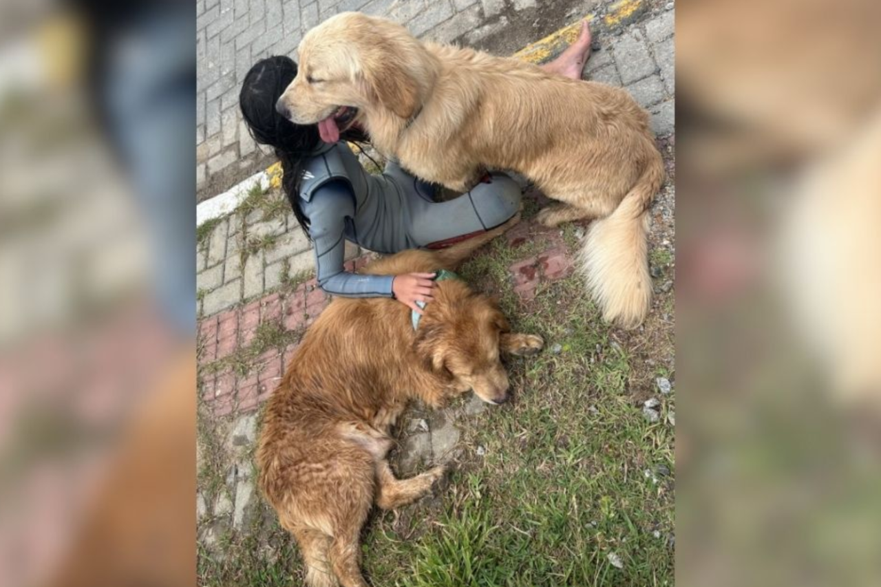 Dois cães foram salvos por guarda-vidas após serem arrastados pela correnteza na Barra da Ibiraquera, em Imbituba. Animais foram identificados e devolvidos à tutora.