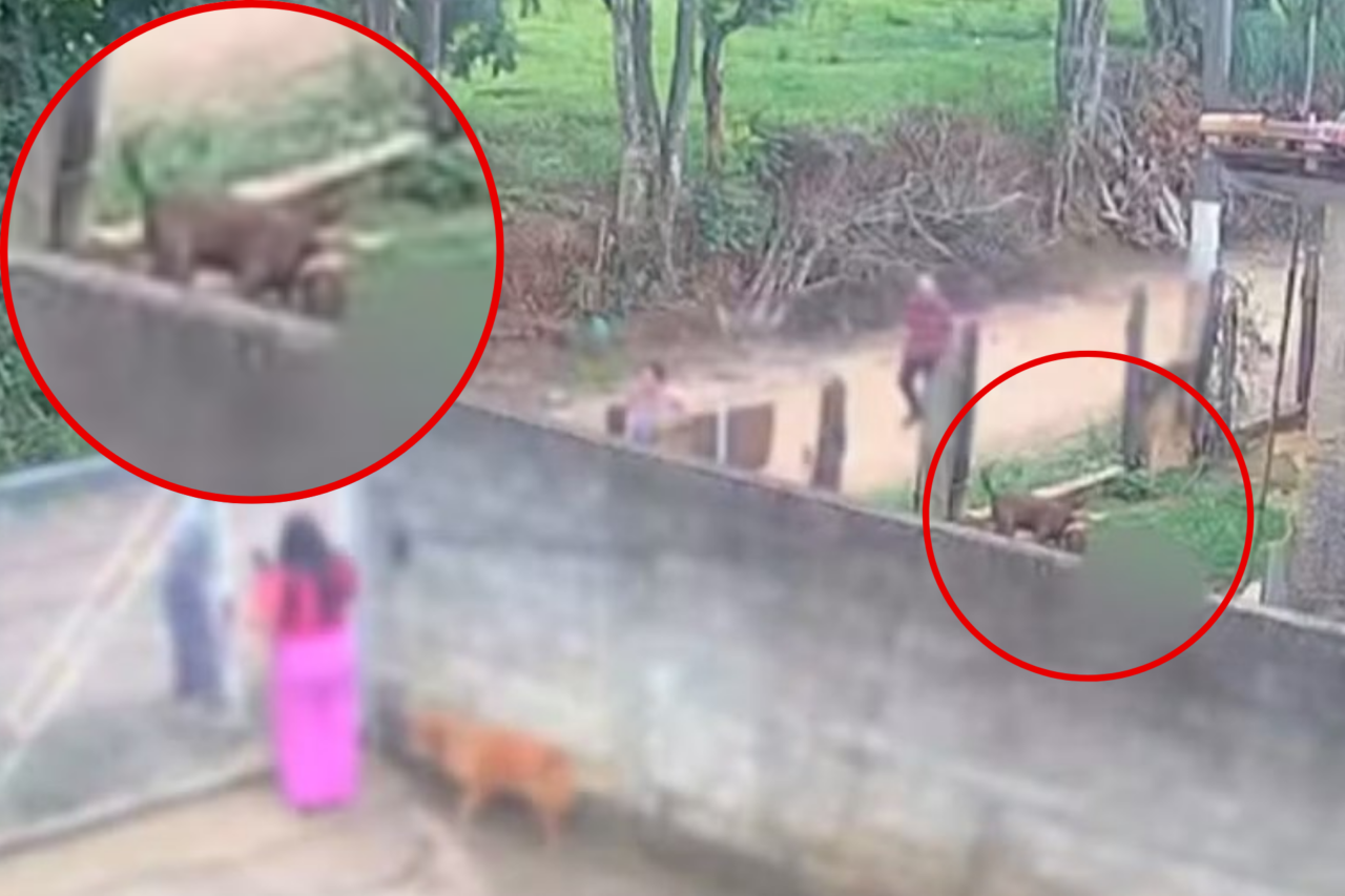 Polícia Civil apura negligência e omissão de cautela após bebê de 11 meses morrer em ataque de pitbull em residência de Socorro (SP).