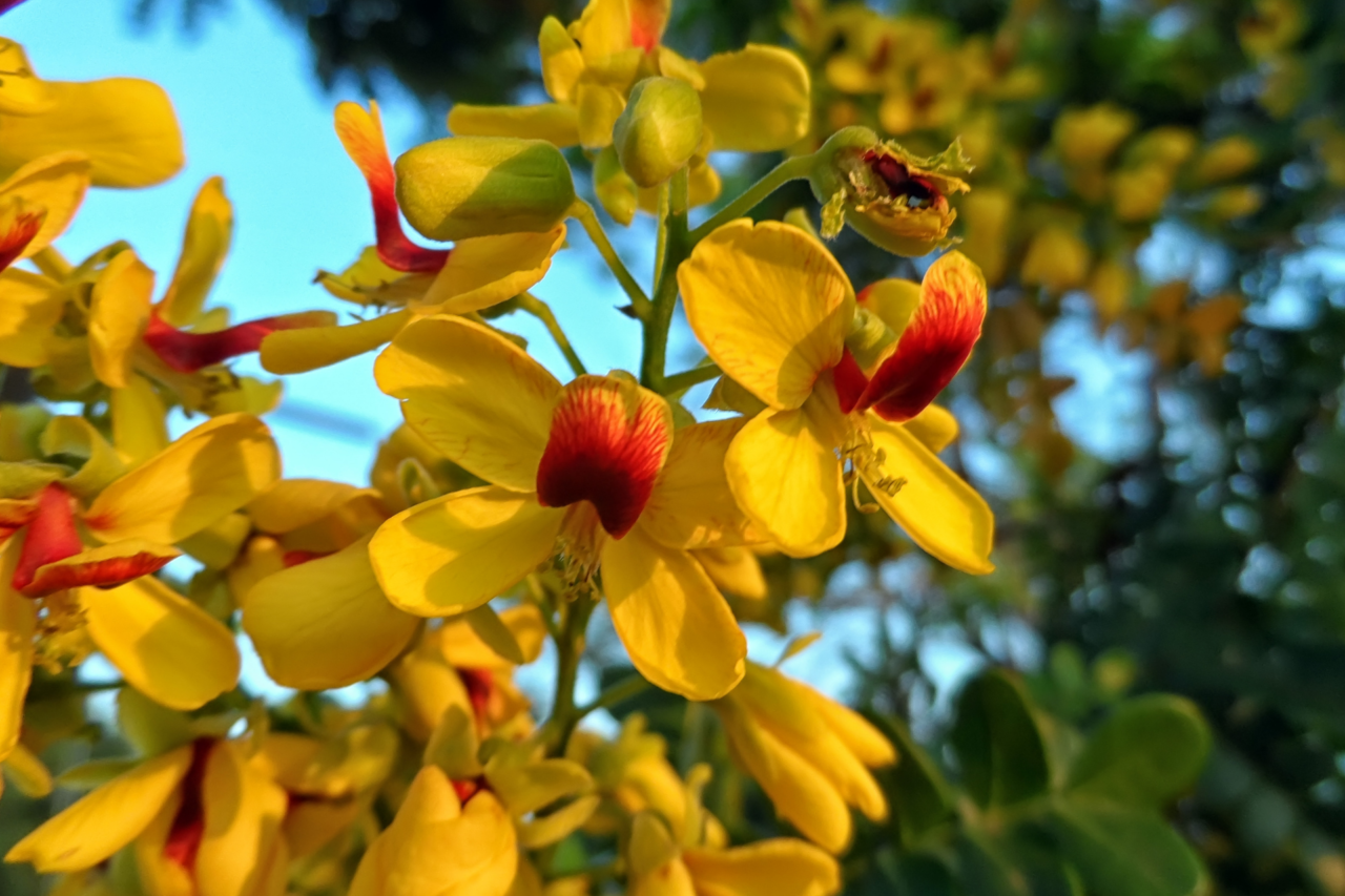 Entenda por que o gentílico brasileiro termina em “eiro”, o significado do sufixo e a ligação histórica com o pau-brasil e a colonização.