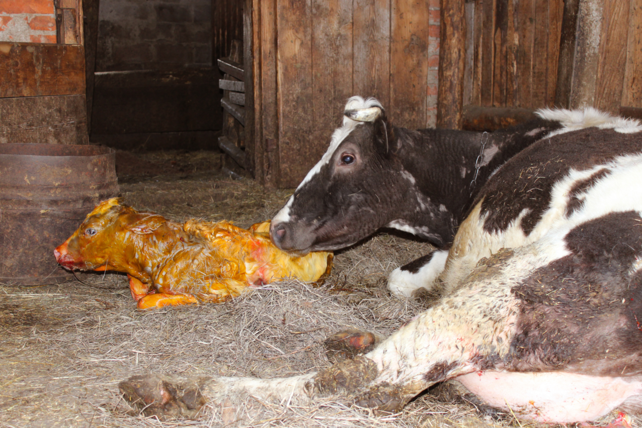 Brucelose bovina: a doença silenciosa que compromete rebanhos, produção e saúde pública no campo 3 Entenda o que é a brucelose bovina, causada pela bactéria Brucella abortus, como ocorre a transmissão e por que o controle sanitário é essencial.