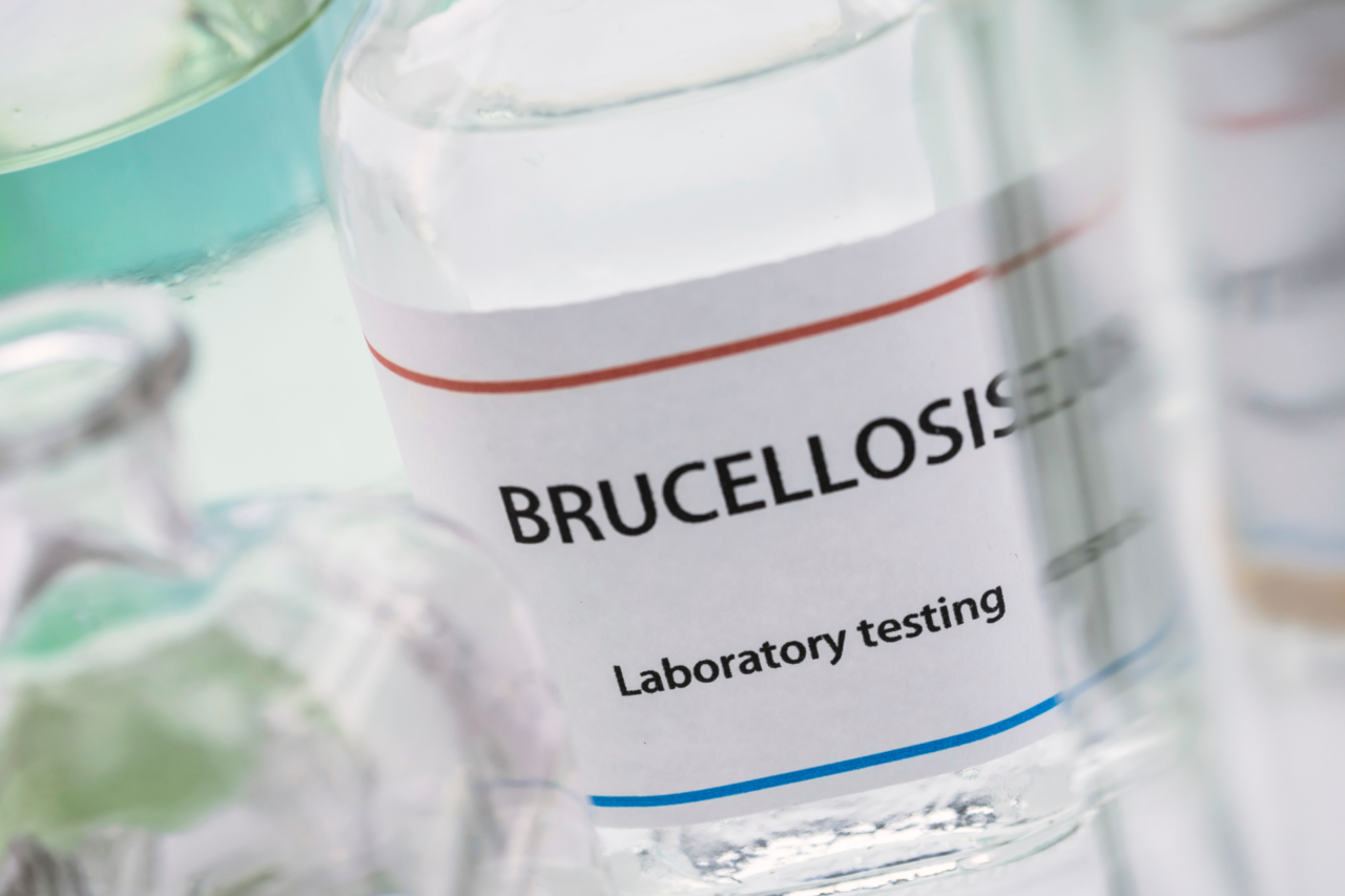 Brucelose bovina: a doença silenciosa que compromete rebanhos, produção e saúde pública no campo 4 crys 27