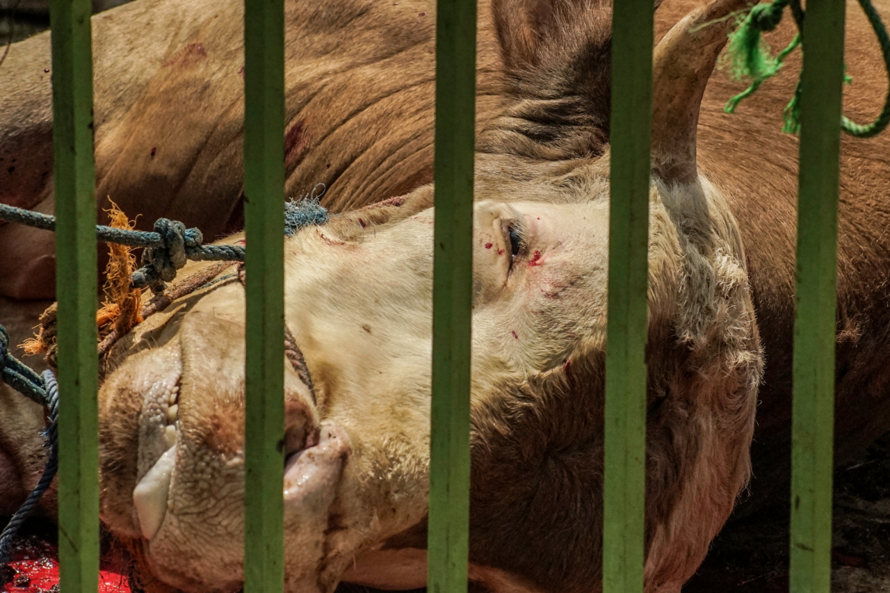 Brucelose bovina: a doença silenciosa que compromete rebanhos, produção e saúde pública no campo 5 crys 28