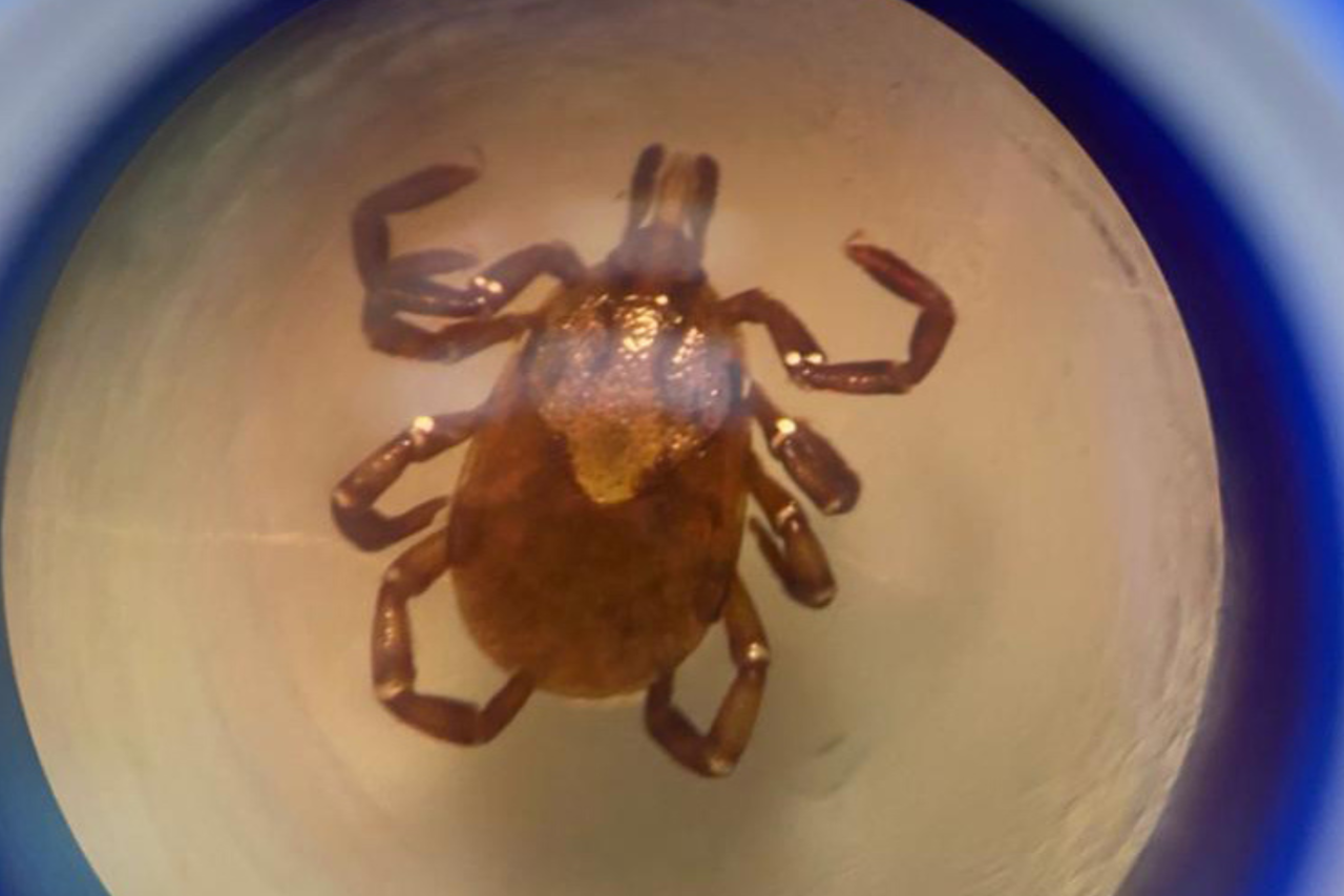 Paraná reforça alerta sobre mosquito-palha e carrapato-estrela na prevenção de leishmanioses e febre maculosa 4 Sesa-PR orienta população sobre cuidados com mosquito-palha e carrapato-estrela para prevenir leishmanioses e febre maculosa, doenças com registros no estado.