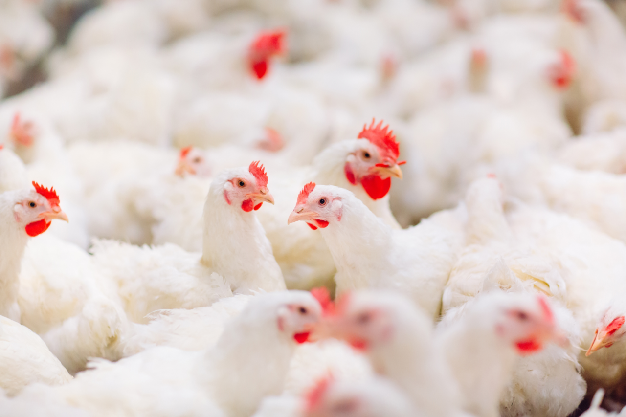 Argentina confirma novo foco de gripe aviária H5 e suspende exportações temporariamente 17 Autoridades sanitárias da Argentina confirmam surto de gripe aviária H5 em granja comercial na província de Buenos Aires e adotam medidas de contenção, com impacto temporário nas exportações.