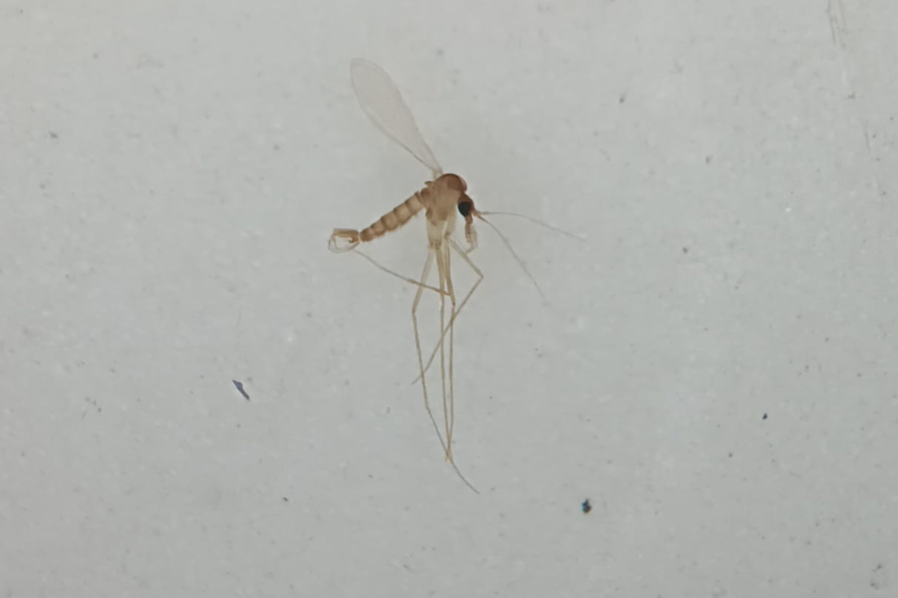 Paraná reforça alerta sobre mosquito-palha e carrapato-estrela na prevenção de leishmanioses e febre maculosa 3 crys 4