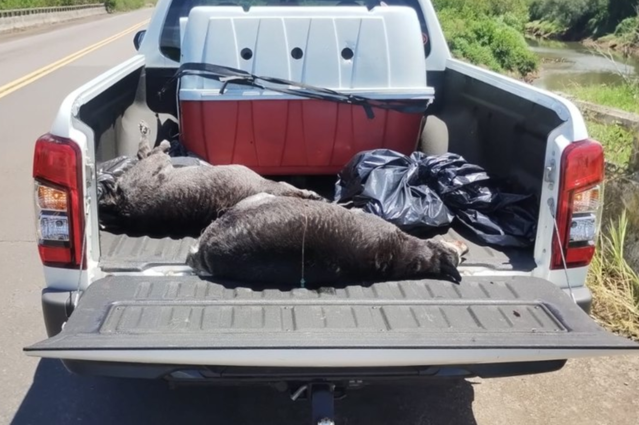 Cinco cães mortos em circunstâncias suspeitas mobilizam Vera Cruz. Polícia Civil investiga os casos e pede apoio da população para identificar os responsáveis.