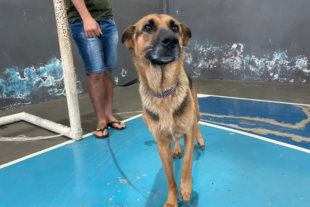 O Programa CastraPet atende cães e gatos de famílias em vulnerabilidade, com foco em controle populacional, saúde pública e prevenção de maus-tratos