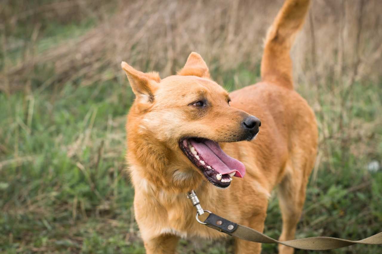 Denúncia após vídeo nas redes sociais leva à prisão em flagrante de homem que arremessou cachorro em córrego em Pato Branco; animal foi resgatado e caso segue para apuração.