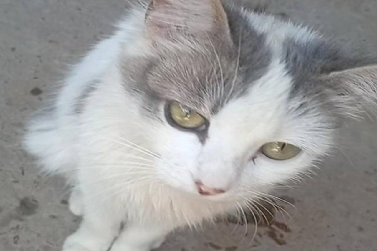 Caso registrado em Taiobeiras (MG) resultou no indiciamento de dois homens após investigação apontar tortura e morte de uma gata em gestação.