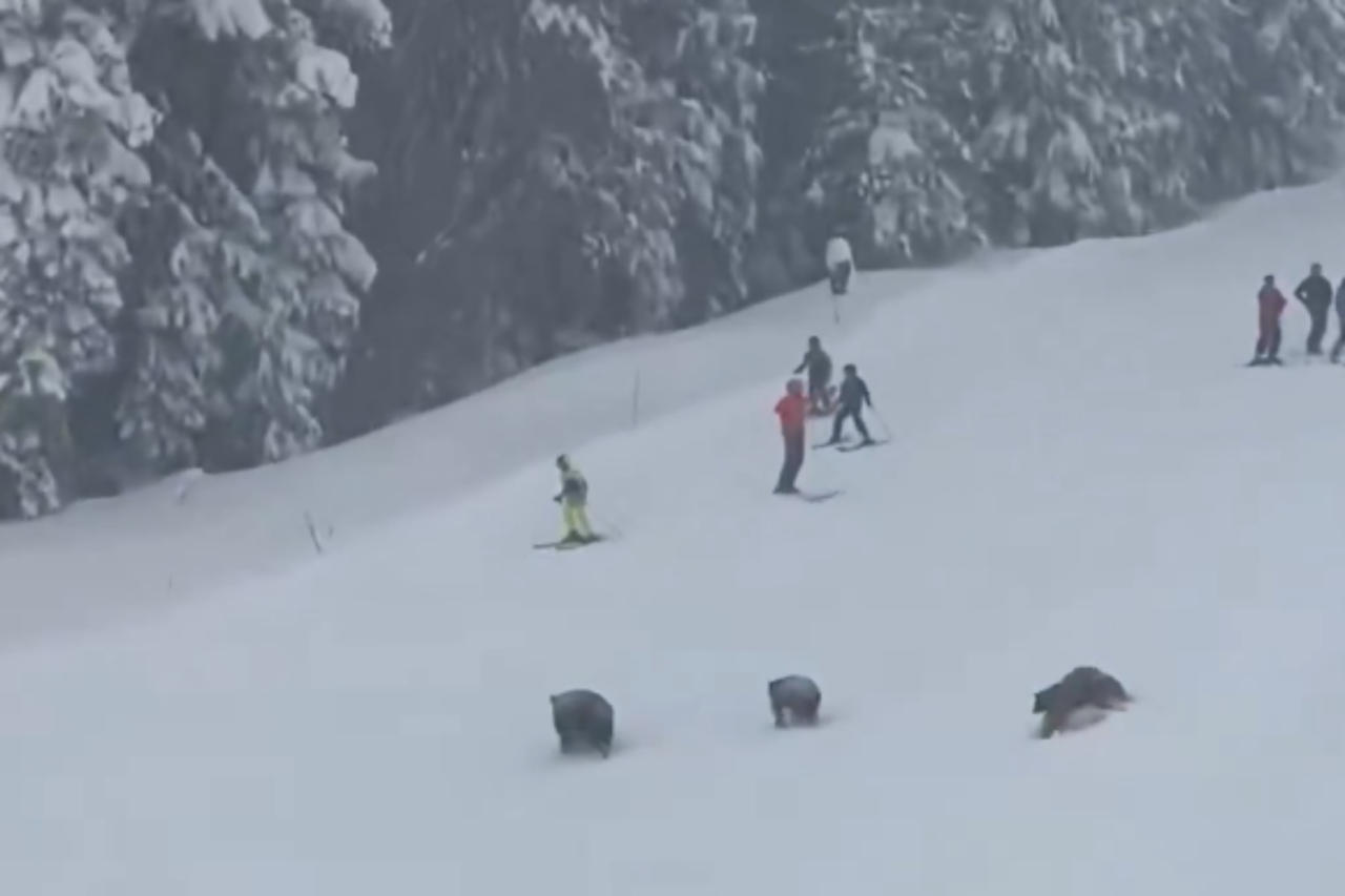 Ursos cruzam pista de esqui nos EUA e causam susto em resort próximo ao Lago Tahoe 30 Ursos cruzam pista de esqui nos EUA e causam susto em resort próximo ao Lago Tahoe