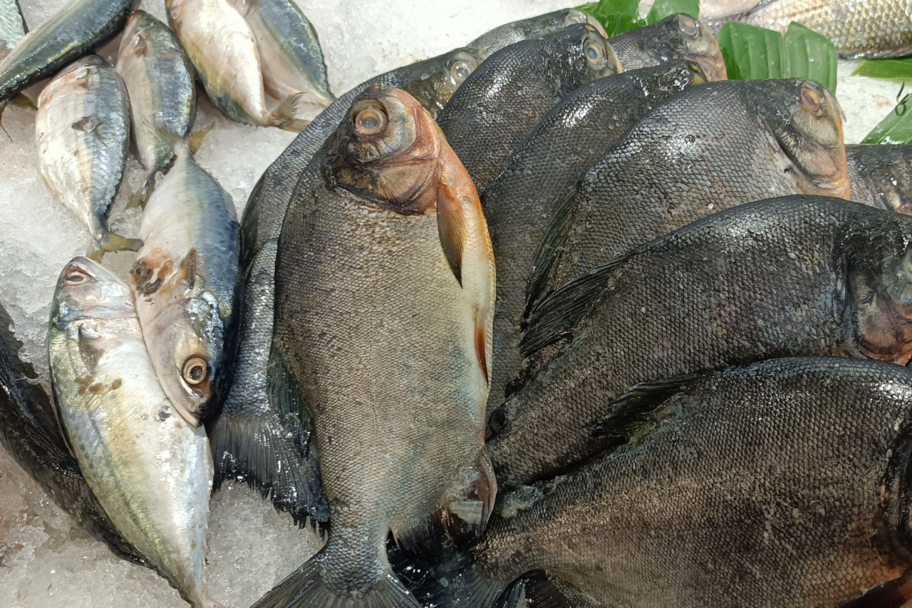 Paraná bate recorde com 273 mil toneladas de peixes em 2025 e mantém liderança nacional na piscicultura 3 Paraná bate recorde com 273 mil toneladas de peixes em 2025 e mantém liderança nacional na piscicultura