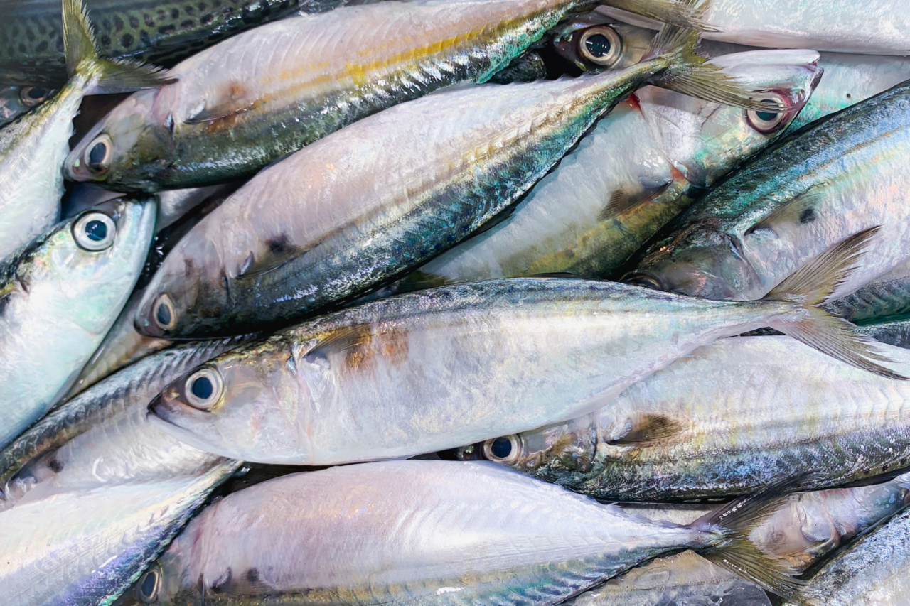 Paraná bate recorde com 273 mil toneladas de peixes em 2025 e mantém liderança nacional na piscicultura 1 Paraná bate recorde com 273 mil toneladas de peixes em 2025 e mantém liderança nacional na piscicultura