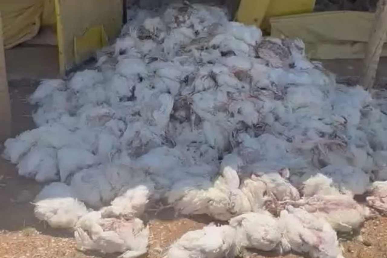 Queda de energia provoca morte de 20 mil frangos e prejuízo de R$ 150 mil em São Miguel do Iguaçu 10 Heloisa L 29 1