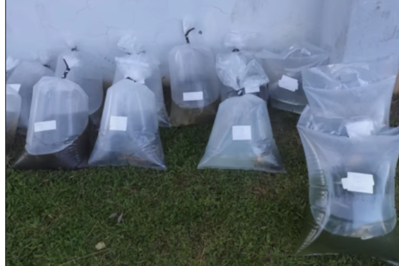 Barracão impulsiona piscicultura com entrega de alevinos a produtores rurais 3 Barracão impulsiona piscicultura com entrega de alevinos a produtores rurais