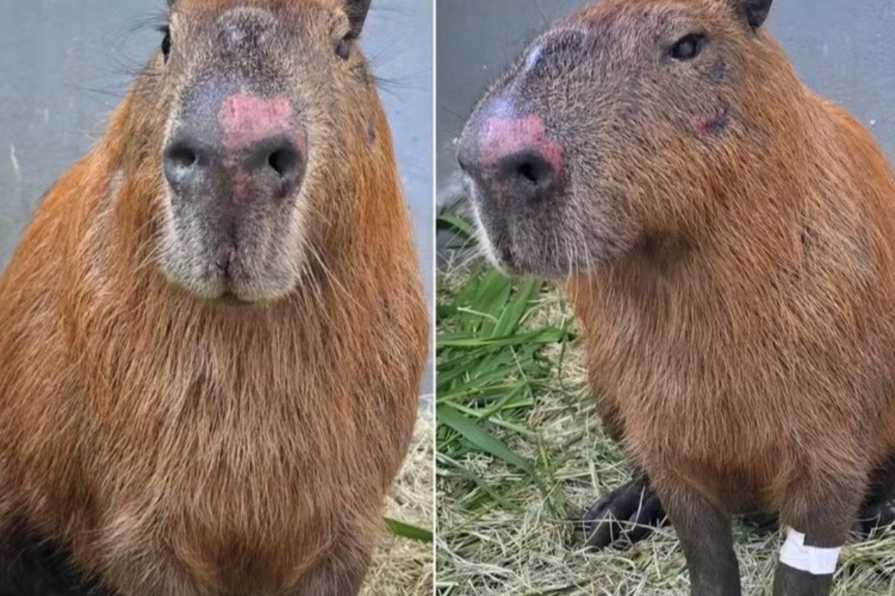 Capivara é brutalmente agredida por grupo no Rio 4 crys 1 3