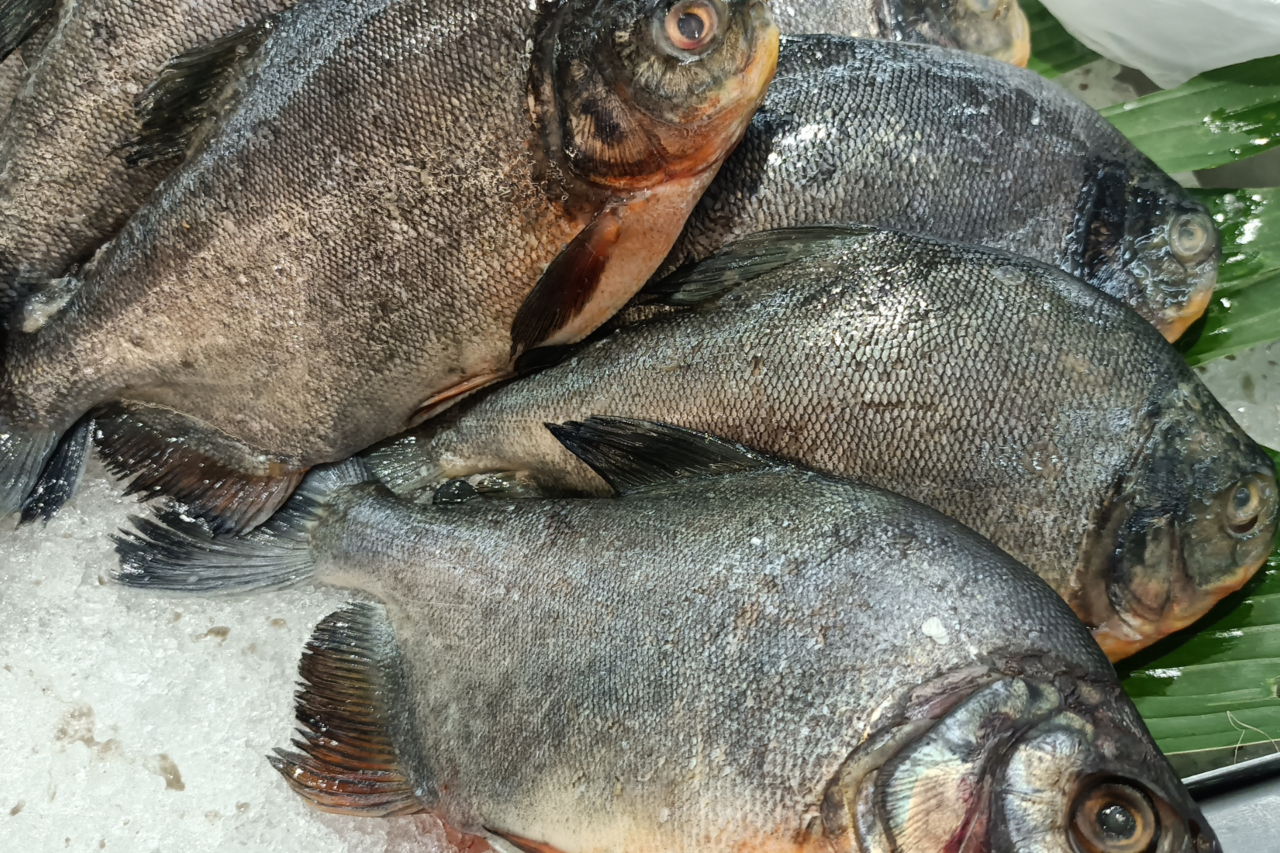 Vigilância Sanitária orienta consumidores sobre compra e consumo seguro de pescados 3 Autoridades de saúde alertam para cuidados na compra, armazenamento e preparo de peixes durante período de maior consumo no Brasil.