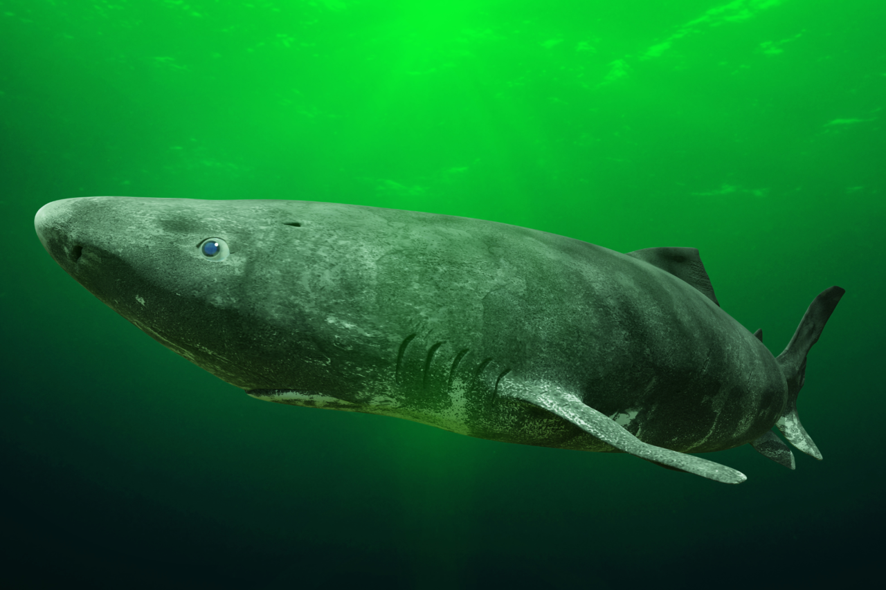 Estudo revela que tubarão-da-Groenlândia mantém visão ativa mesmo após mais de um século 4 crys 48 1