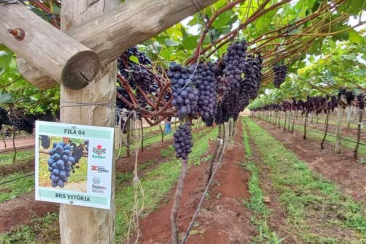 Comitiva de Guarujá do Sul participa de intercâmbio técnico em Videira 3 A comitiva participou do evento técnico sediado na Estação Experimental da Epagri, em Videira