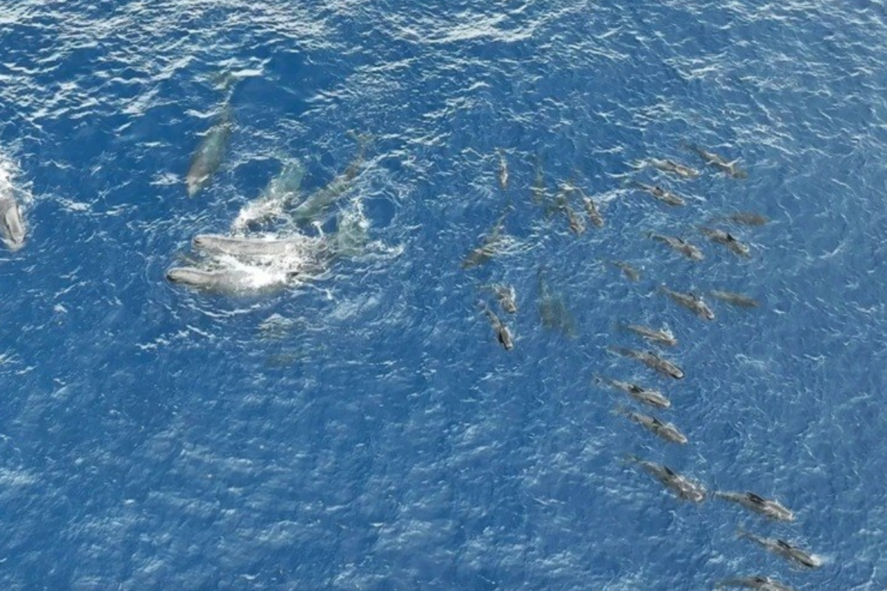 Registro inédito mostra baleia-cachalote dando à luz com ajuda de outras fêmeas na natureza 4 Registro inédito mostra baleia-cachalote dando à luz com ajuda de outras fêmeas na natureza