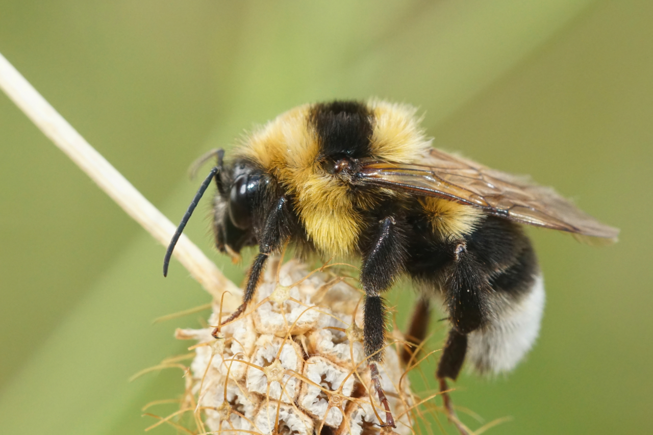 Estudo revela como rainhas de mamangava sobrevivem submersas por mais de uma semana 3 crys 51 1