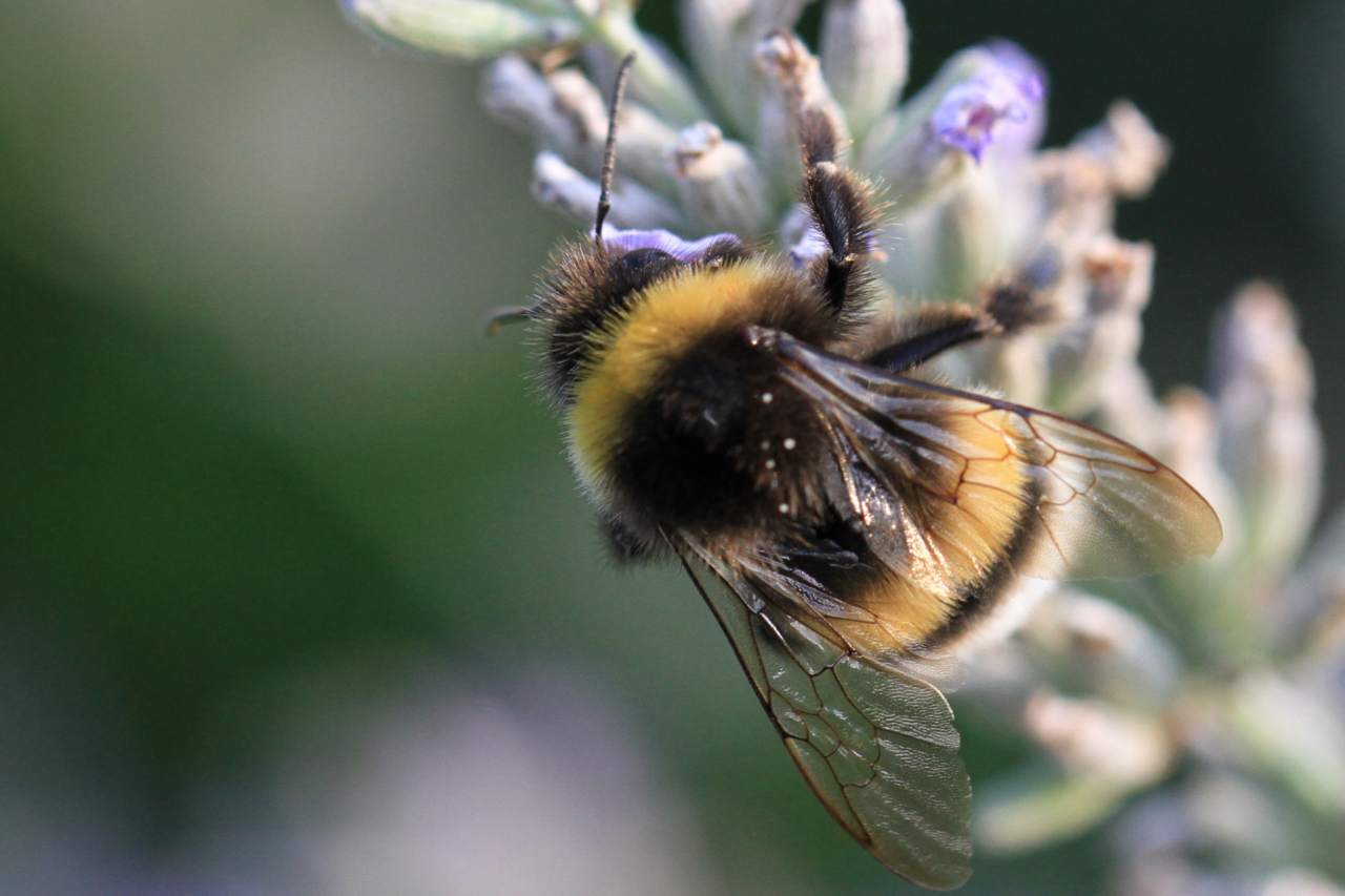 Estudo revela como rainhas de mamangava sobrevivem submersas por mais de uma semana 4 Pesquisa da Royal Society Publishing aponta que rainhas de mamangavas conseguem extrair oxigênio da água e reduzir drasticamente o metabolismo para sobreviver a inundações.