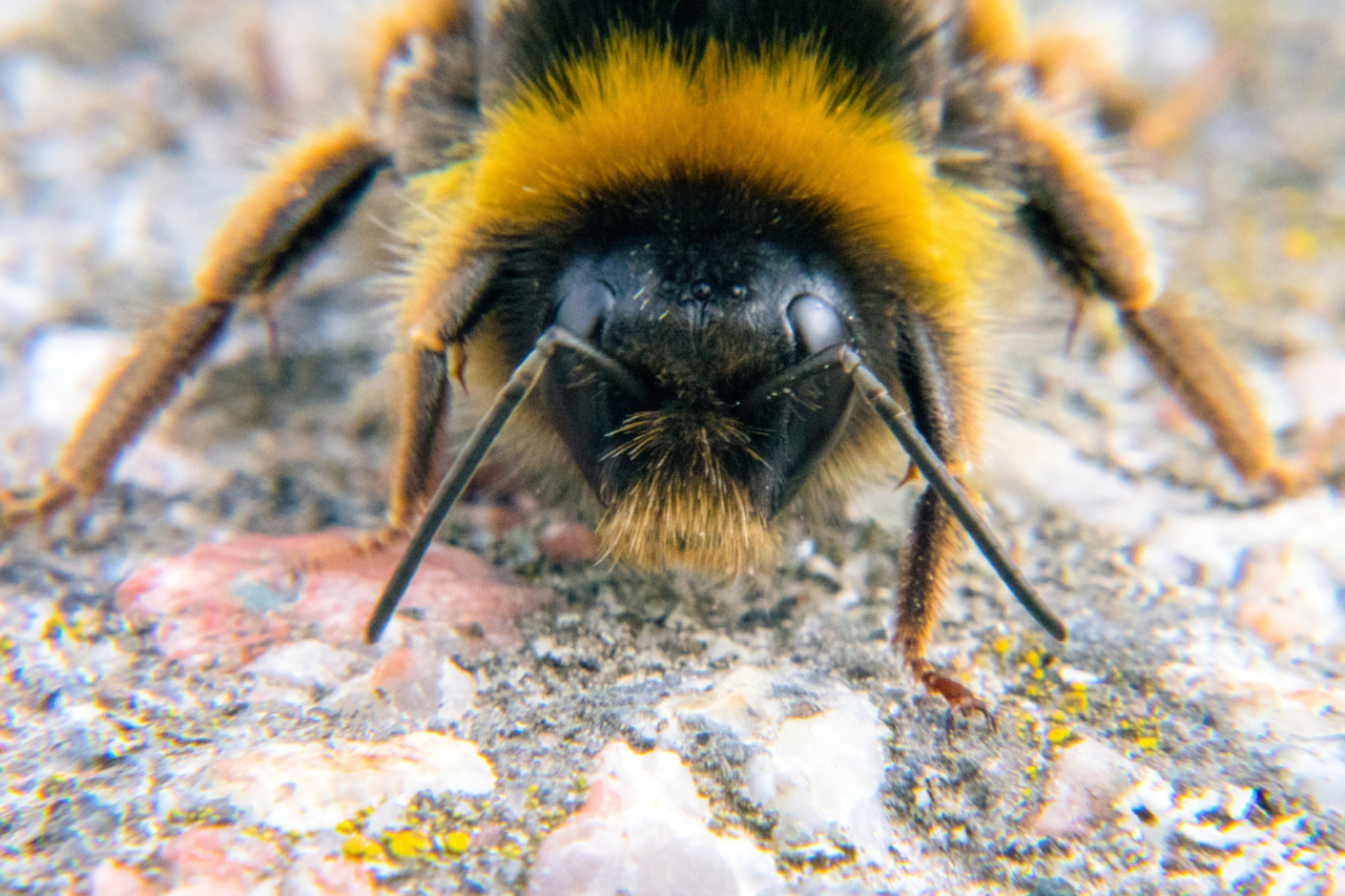 Estudo revela como rainhas de mamangava sobrevivem submersas por mais de uma semana 1 crys 53 1