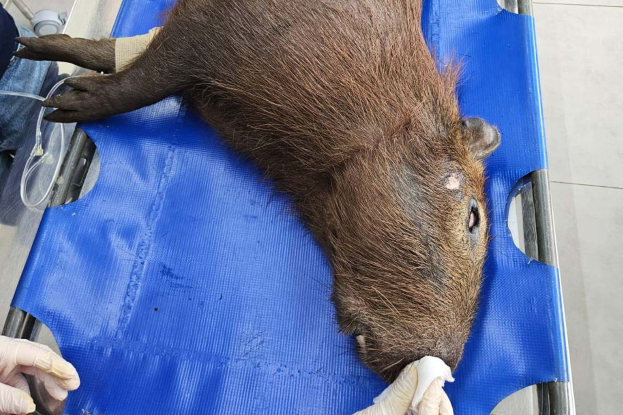 Capivara atropelada é reabilitada e devolvida à natureza no Sudoeste do Paraná 9 Instituto Água e Terra devolve capivara à natureza após seis dias de tratamento no CETRAS da Unicentro, em Guarapuava. Animal foi resgatado após atropelamento em Pato Branco.