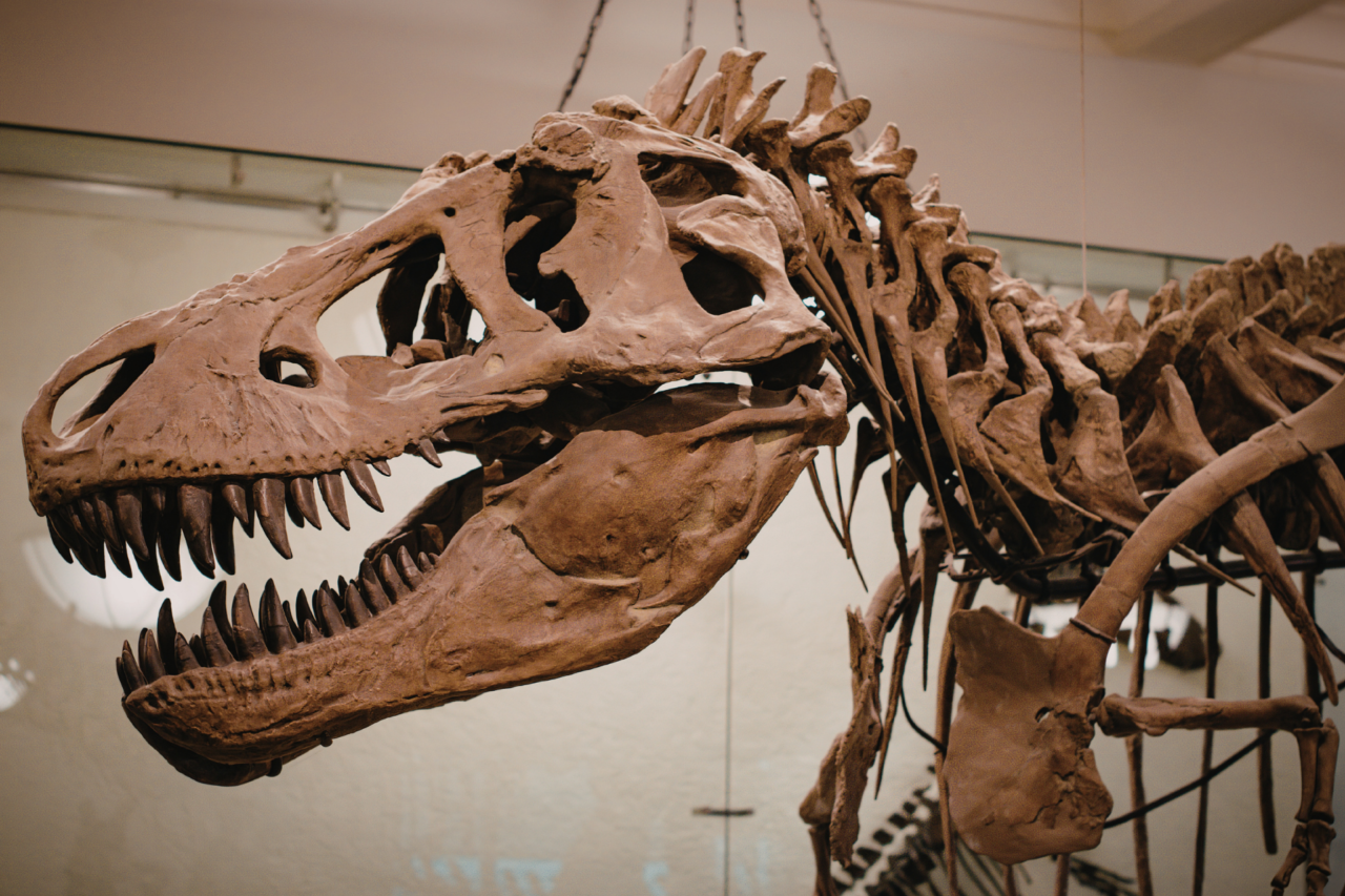 Qual é o dinossauro mais antigo já identificado? Fósseis do Brasil e da África lideram debate 1 Qual é o dinossauro mais antigo já identificado? Fósseis do Brasil e da África lideram debate