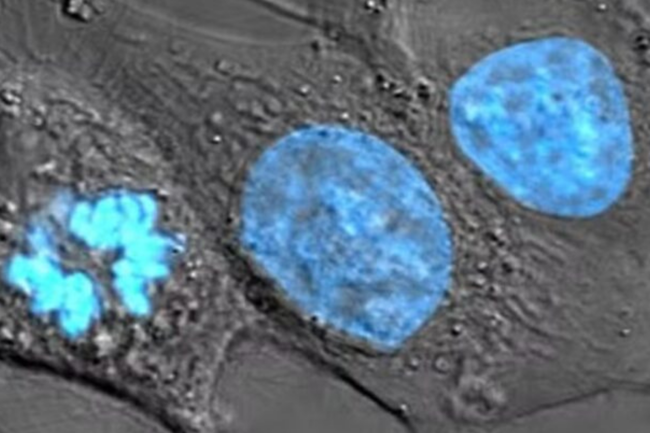 A história das células “imortais” de Henrietta Lacks volta à Justiça 36 A história das células “imortais” de Henrietta Lacks volta à Justiça