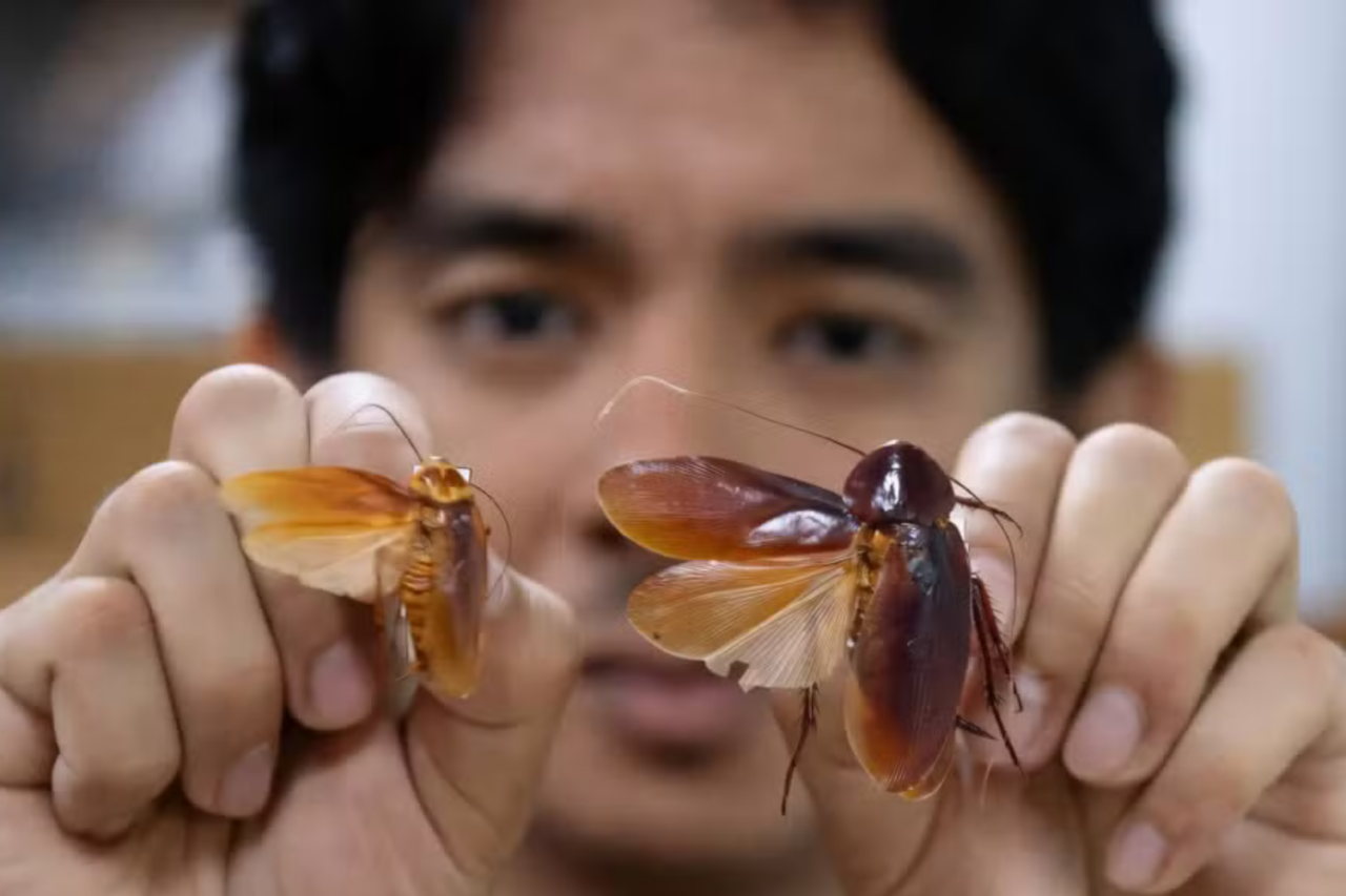 "Senhor das baratas": Entomologista das Filipinas identifica 15 espécies de baratas 3 "Senhor das baratas": Entomologista das Filipinas identifica 15 espécies de baratas