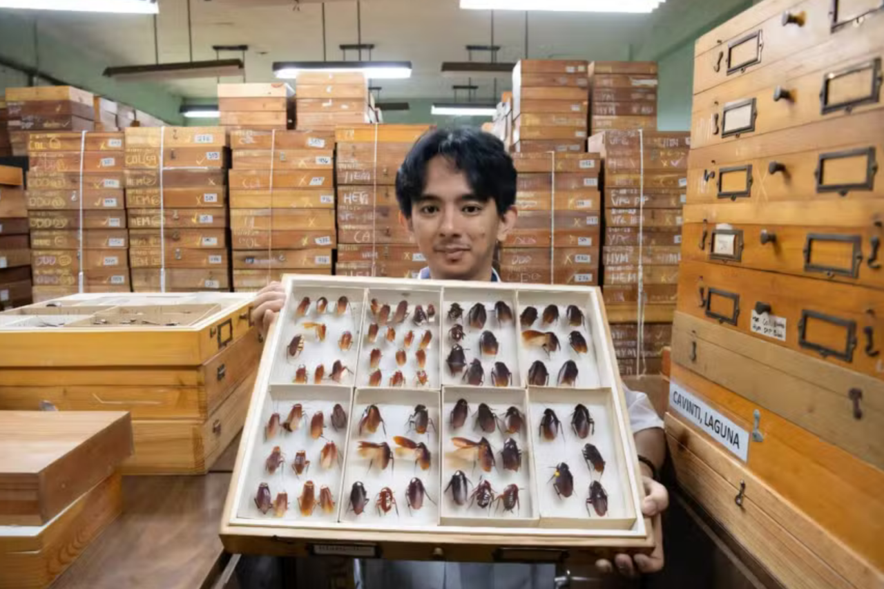 "Senhor das baratas": Entomologista das Filipinas identifica 15 espécies de baratas 1 "Senhor das baratas": Entomologista das Filipinas identifica 15 espécies de baratas