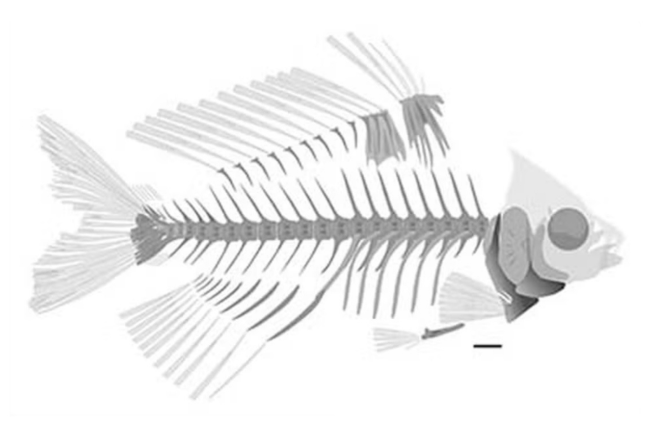 Fóssil de 125 milhões de anos encontrado em Alagoas revela peixe inédito 3 Fóssil de 125 milhões de anos encontrado em Alagoas revela peixe inédito