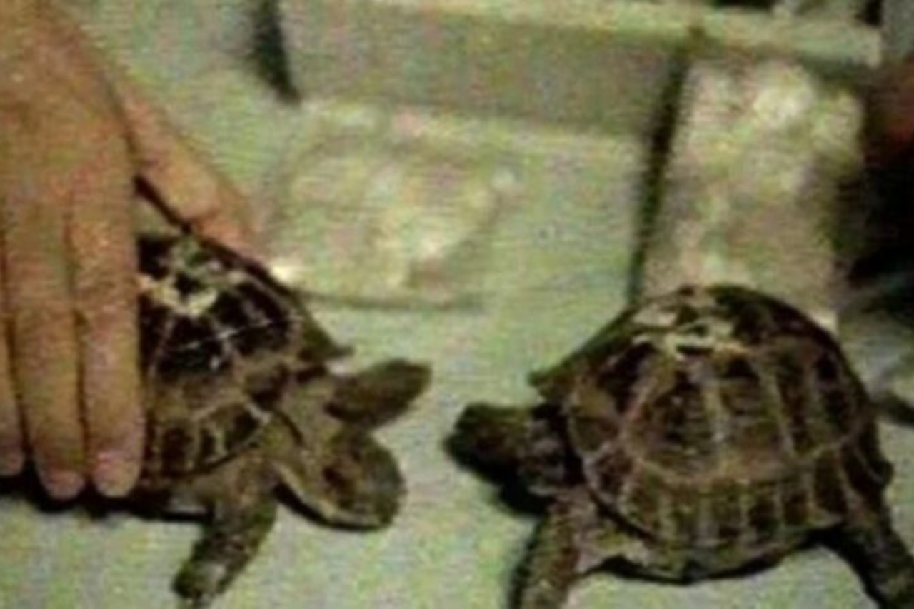 As tartarugas soviéticas que circundaram a Lua em 1968 e voltaram vivas à Terra 1 As tartarugas soviéticas que circundaram a Lua em 1968 e voltaram vivas à Terra